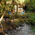 Exploring the Creek