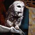 Athena the Owl