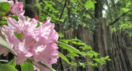 Rhodie blooming near the stage